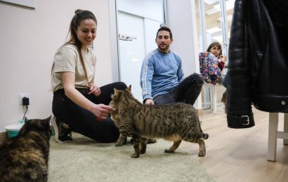 40 gats adoptats