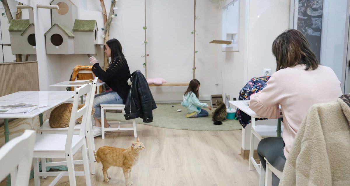 momotaro-diari-sabadell