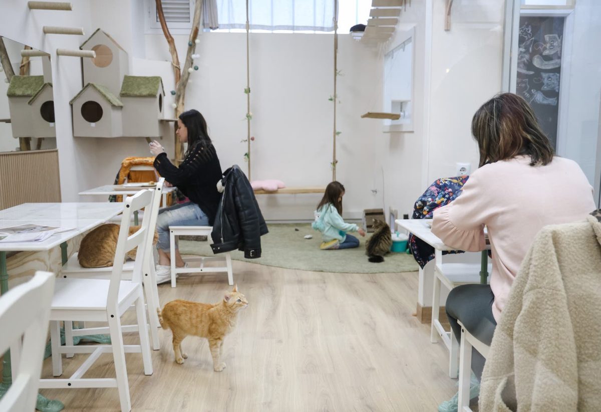 momotaro-diari-sabadell