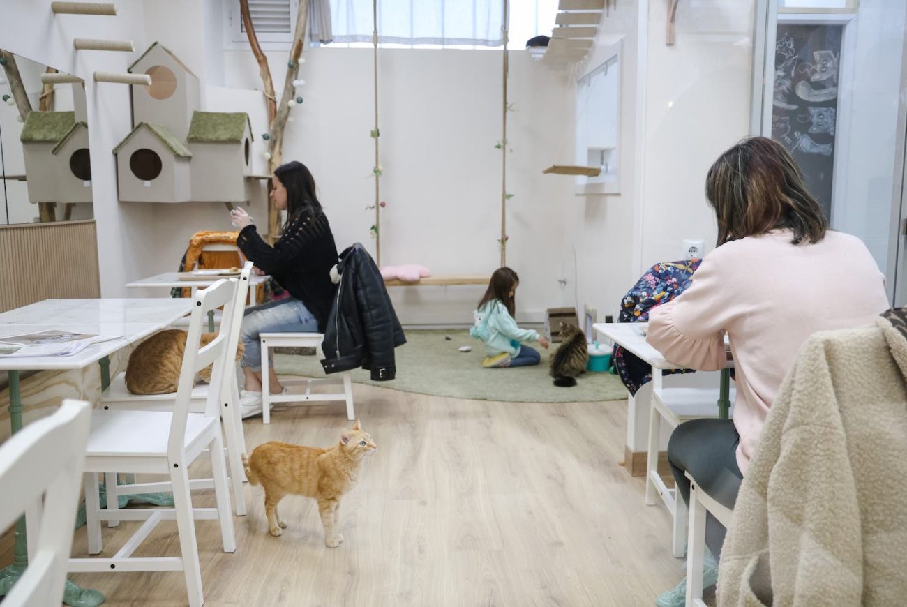 momotaro-diari-sabadell