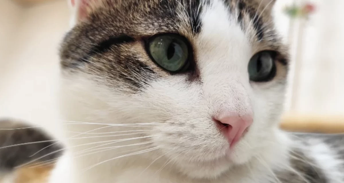 noticia-catalunyaxpress